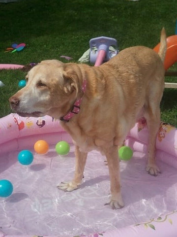 Pink dippy dots dog collar